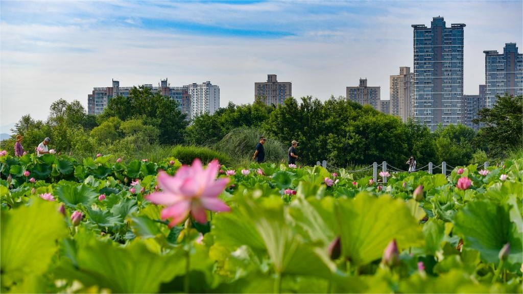 China's Hanzhong strengthens ecological protection of Hanjiang River's source, wetlands