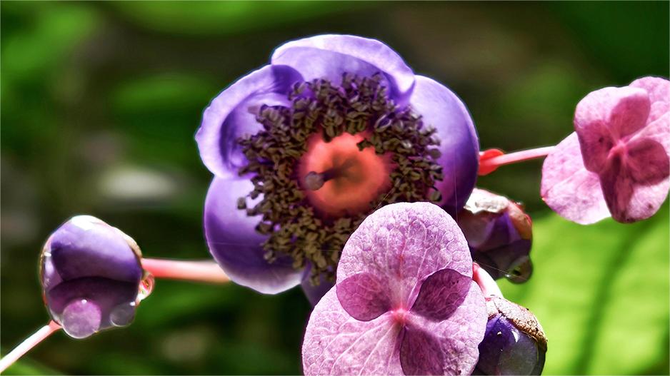 Deinanthe caerulca spotted in C China's Hubei