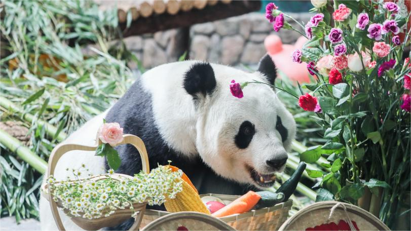 Birthdays of giant pandas Shuangxin, Hexing celebrated in China's Xining