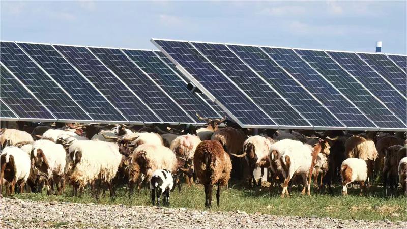 Sheep tasked with protecting solar panels in NW China’s Qinghai Province