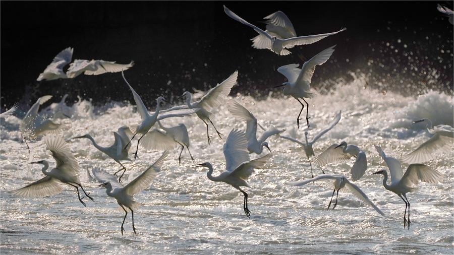 Little egrets seen at Yundang Lake in Xiamen, SE China's Fujian