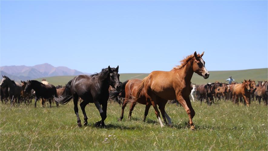 Charming scenery of Qilian Mountains in NW China's Gansu