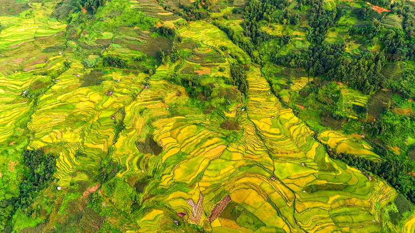 Golden rice fields signal bountiful harvest in SW China's Yunnan