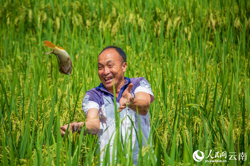 Golden rice fields signal bountiful harvest in SW China's Yunnan