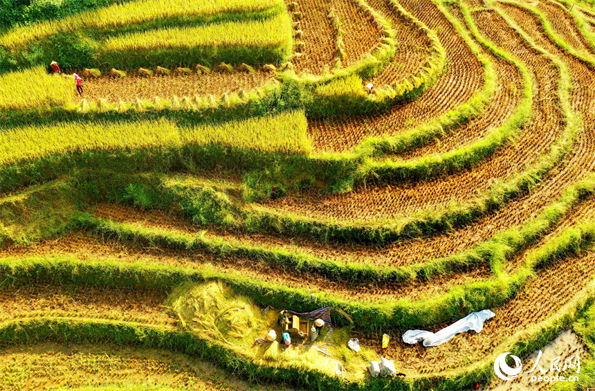 Terraced fields ready for a bountiful harvest in Jiangxi, E China