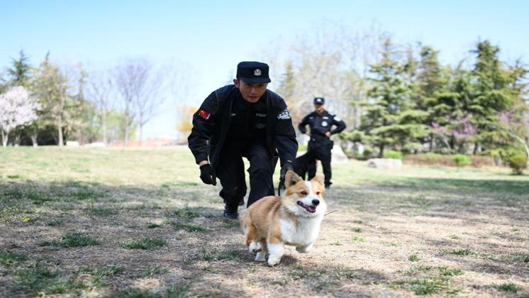 Corgi passes police exam