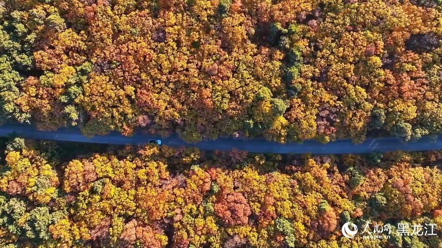 Colorful autumn scenery of Xingkai Lake in NE China's Heilongjiang delights visitors