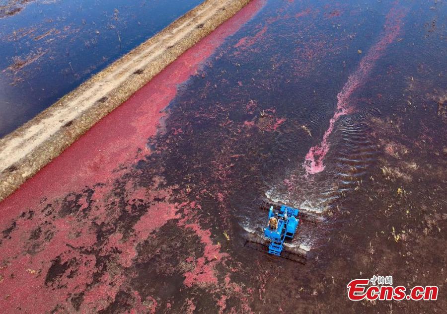 Cranberry enters harvest season in NE China