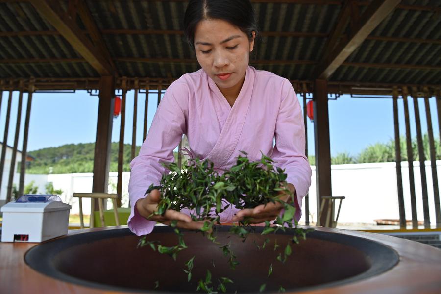 Inheritance of Gupa tea-making skills in S China's Guangxi