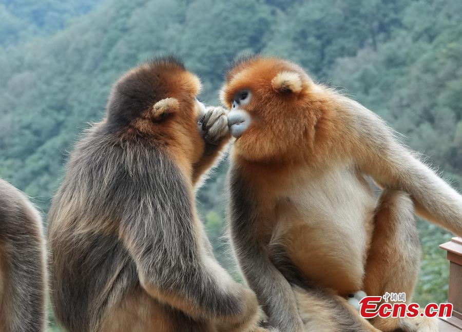 Sichuan golden snub-nosed monkeys play at Yuhe National Natural Reserve in Gansu