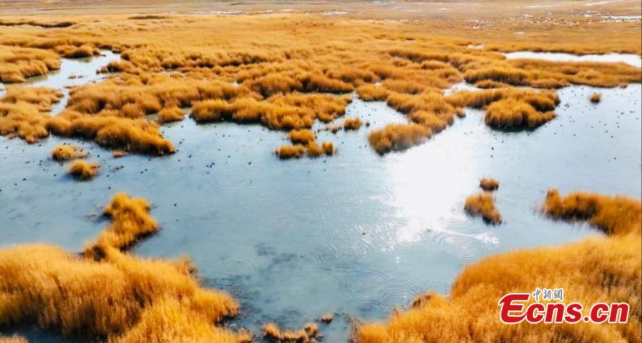 Thousands of migratory birds rest in wetlands of Lake Gascule in NW China’s Qinghai